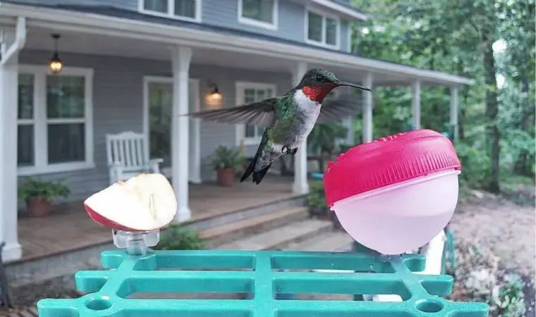 Happy Birdy Camera Photo